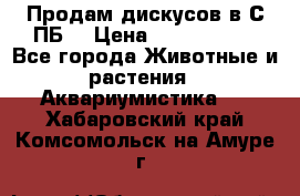 Продам дискусов в С-ПБ. › Цена ­ 3500-4500 - Все города Животные и растения » Аквариумистика   . Хабаровский край,Комсомольск-на-Амуре г.